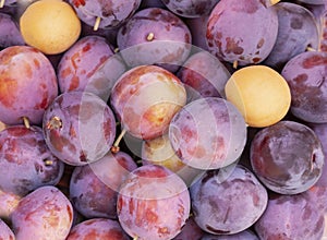 Fresh ripe blue and yellow plums. Autumn harvest