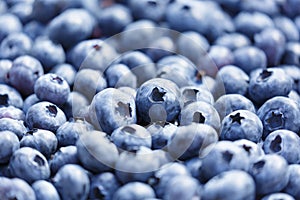 fresh ripe blueberries as background