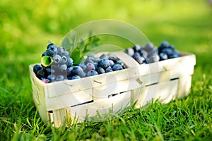 Fresh ripe blueberries in cute wooden basket on a grass under blueberry bush