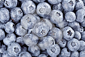 Fresh ripe blueberries - vaccinium myrtillus, background