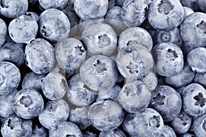 Fresh ripe blueberries - vaccinium myrtillus, close-up, as a