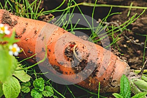 Fresh ripe carrot in the soil with a worm or worm or carrot rust fly