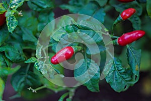 Fresh ripe cayenne pepper or cabai rawit or devil\'s chilies hanging on the tree in the fields.
