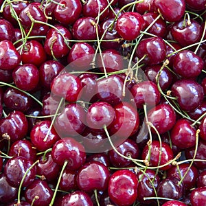 Fresh ripe cherries background, overhead view. Close-up