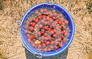 Fresh ripe cherries in a blue bucket