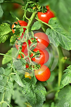 Fresh ripe cherry tomatoes, close-up, in the