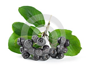 Fresh ripe chokeberry with leaf