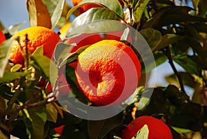 Fresh ripe clementines hanging on tree, Mallorca