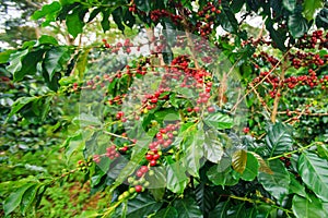 Coffee berries in a coffee plantation on Bolaven Plateau