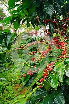 Coffee berries in a coffee plantation on Bolaven Plateau