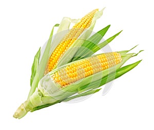 Fresh ripe corn cobs with green leaves. Harvest Vegetables. Top View. Organic natural food. Isolated