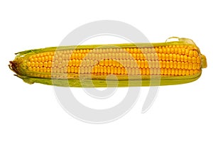 Fresh ripe corn on white