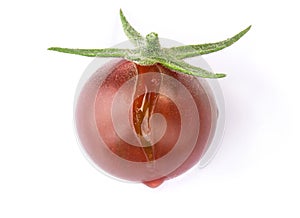 Fresh ripe cracked black cherry tomato with green peduncle and drop of juice