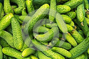 Fresh ripe cucumbers background