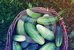 Fresh ripe cucumbers
