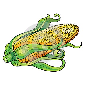 Fresh ripe ear of corn, cartoon illustration, isolated object on white background, vector