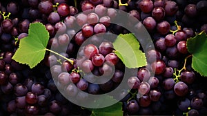 Fresh ripe food vines harvest red fruits wine bunch agriculture purple