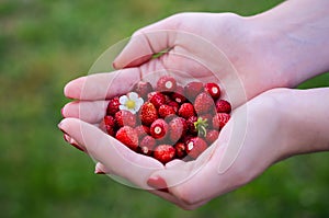 Fresh ripe forest strawberries in a female hand at the green summer background.