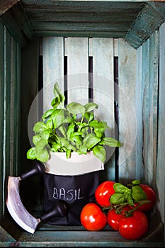 Fresh ripe garden tomatoes and basil on wooden background