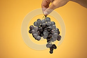 Fresh ripe grape bunch or vine, held between fingers by a male hand. Close up studio shot, isolated on an orange background