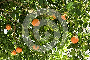 Fresh ripe grapefruits growing on tree outdoors