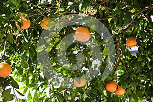 Fresh ripe grapefruits growing on tree outdoors