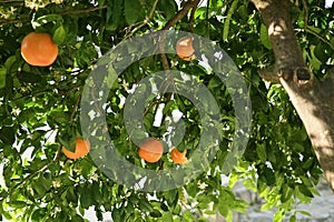 Fresh ripe grapefruits growing on tree outdoors