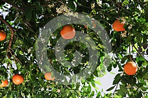 Fresh ripe grapefruits growing on tree outdoors