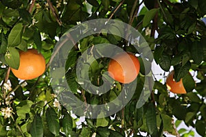 Fresh ripe grapefruits growing on tree outdoors