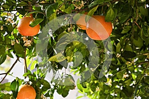 Fresh ripe grapefruits growing on tree outdoors
