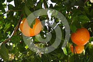Fresh ripe grapefruits growing on tree outdoors