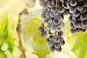 Fresh ripe grapes