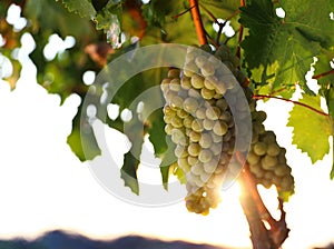 Fresh ripe grapes growing in vineyard