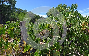 Fresh Ripe Grapevine Rows on the Rio Grande Rio valley