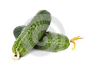 Fresh ripe green cucumbers isolated on white background