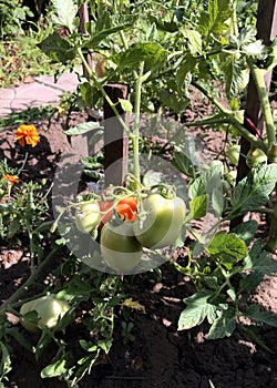 Fresh ripe green and red tomatoes in the garden