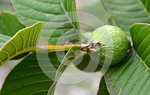 Fresh ripe guava fruit on the tree in the garden.Psidium guajava.Tropical fruits,healthy food or gardening concept with copy space