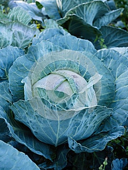 Fresh ripe head of green cabbage (Brassica oleracea) with lots of leaves growing in homemade garden.