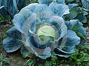 Fresh ripe head of green cabbage (Brassica oleracea) with lots of leaves growing in homemade garden.