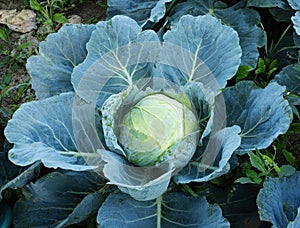 Fresh ripe head of green cabbage (Brassica oleracea) with lots of leaves growing in homemade garden.