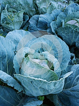 Fresh ripe head of green cabbage (Brassica oleracea) with lots of leaves growing in homemade garden