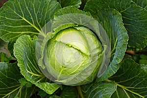 Fresh ripe head of green cabbage Brassica oleracea with lots of leaves growing in homemade garden, short before the harvest.