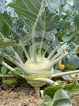 Fresh ripe head of green kohlrabi (Brassica oleracea Gongylodes Group) growing in homemade garden.