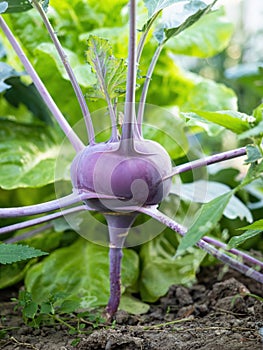 Fresh ripe head of purple kohlrabi (Brassica oleracea Gongylodes Group) growing in homemade garden.