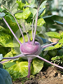 Fresh ripe head of purple kohlrabi (Brassica oleracea Gongylodes Group) growing in homemade garden.