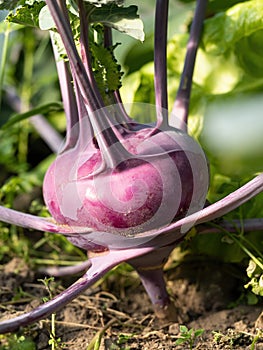 Fresh ripe head of purple kohlrabi (Brassica oleracea Gongylodes Group) growing in homemade garden.