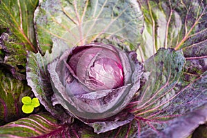 Fresh ripe head of red cabbage Brassica oleracea with lots of leaves growing in homemade garden.