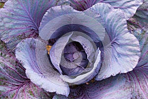 Fresh ripe head of red cabbage Brassica oleracea with lots of leaves growing in homemade garden.