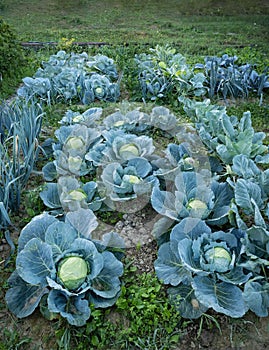 Fresh ripe heads of green cabbage (Brassica oleracea) with lots of leaves growing in homemade garden plot.