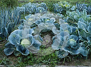 Fresh ripe heads of green cabbage (Brassica oleracea) with lots of leaves growing in homemade garden plot.